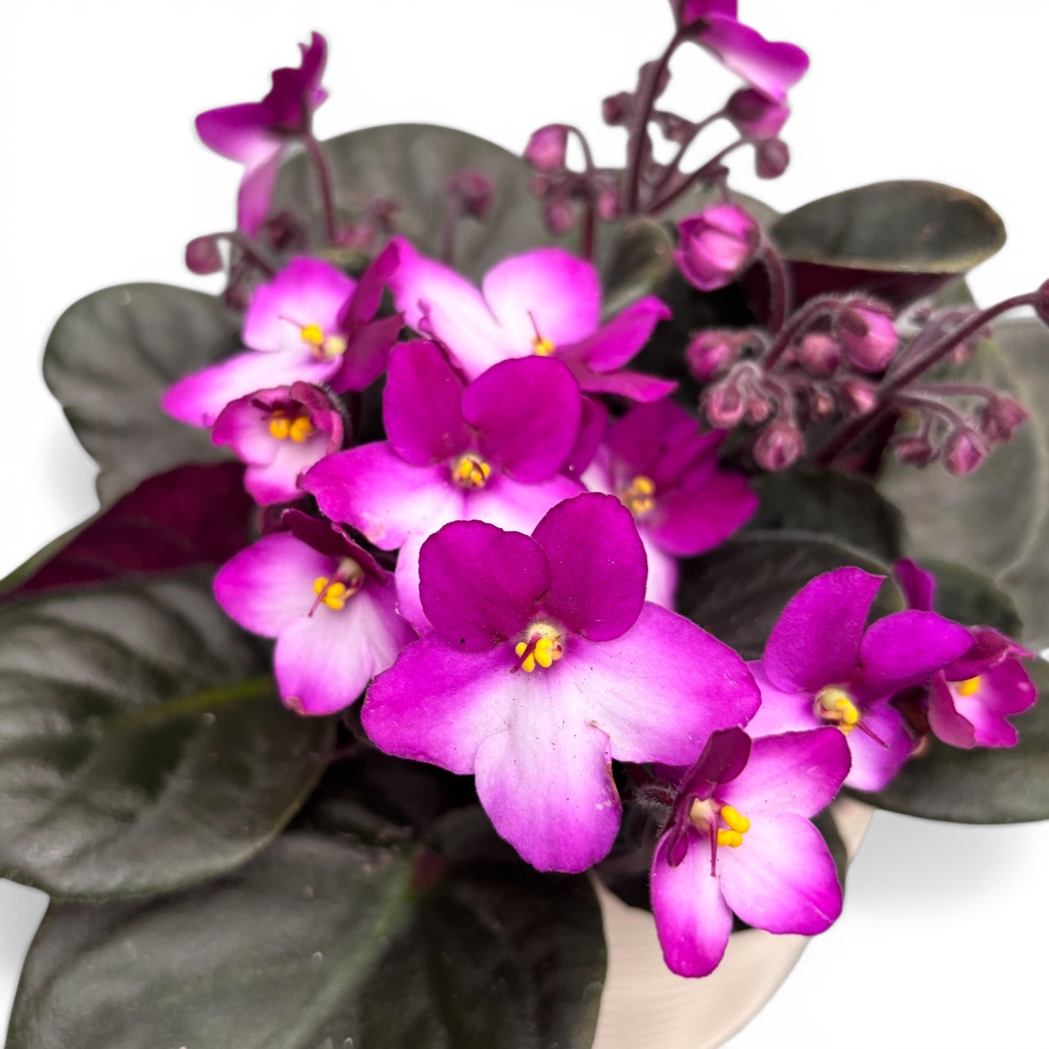 Saintpaulia Trendy Red - dvojfarebné fialky