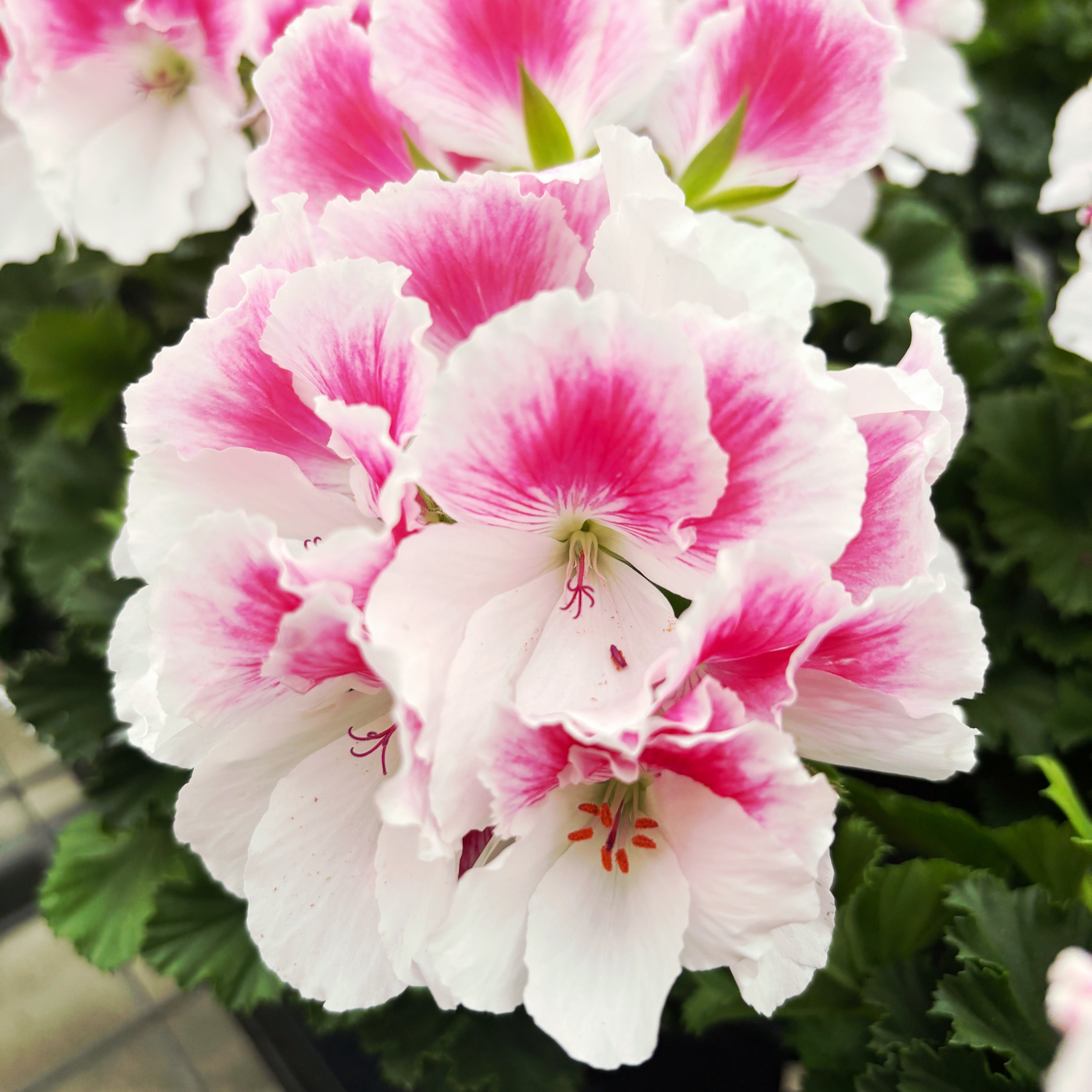 Pelargonium grandiflorum 'Don Donatello' (muscate englezesti)