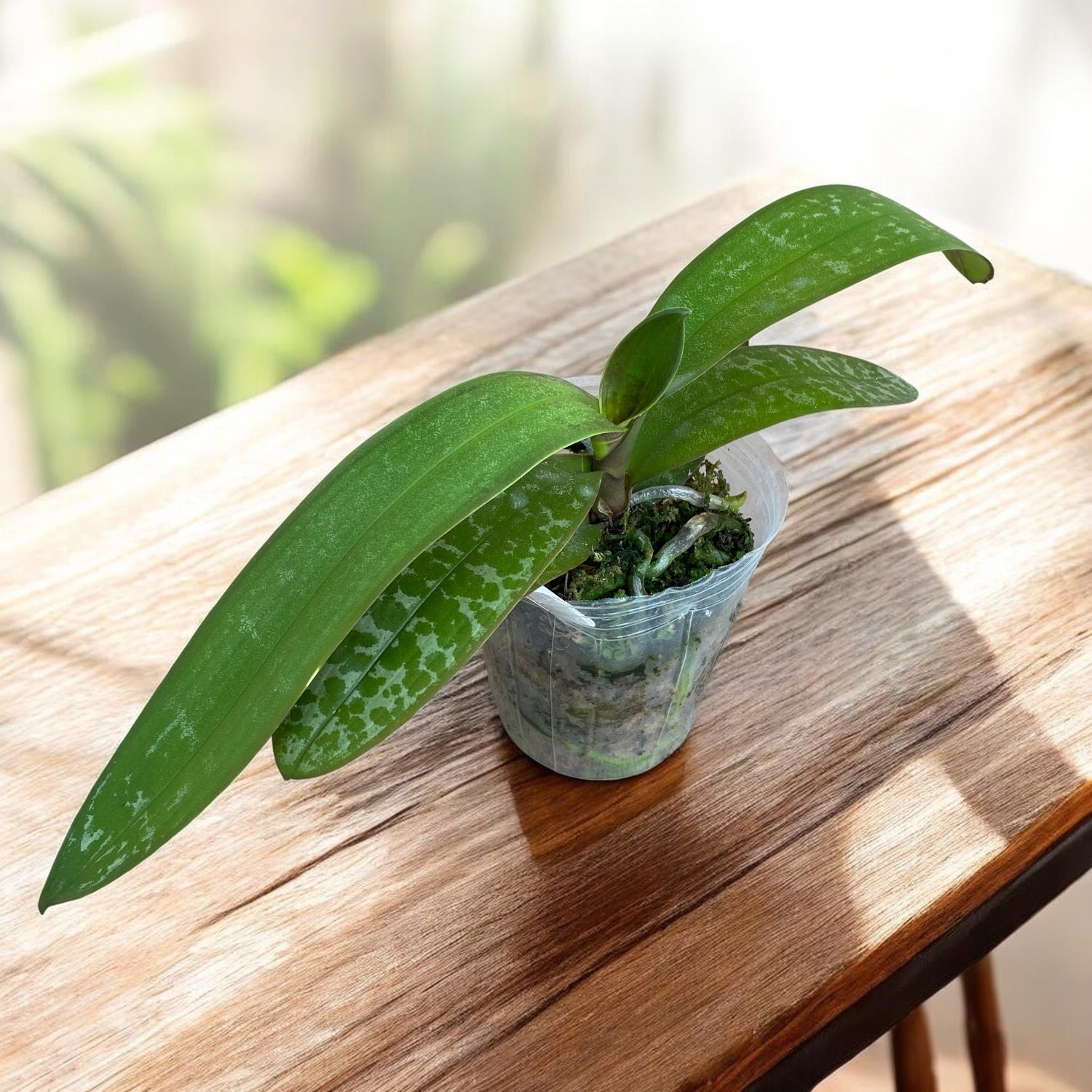 Phalaenopsis stuartiana var. nobilis '915'
