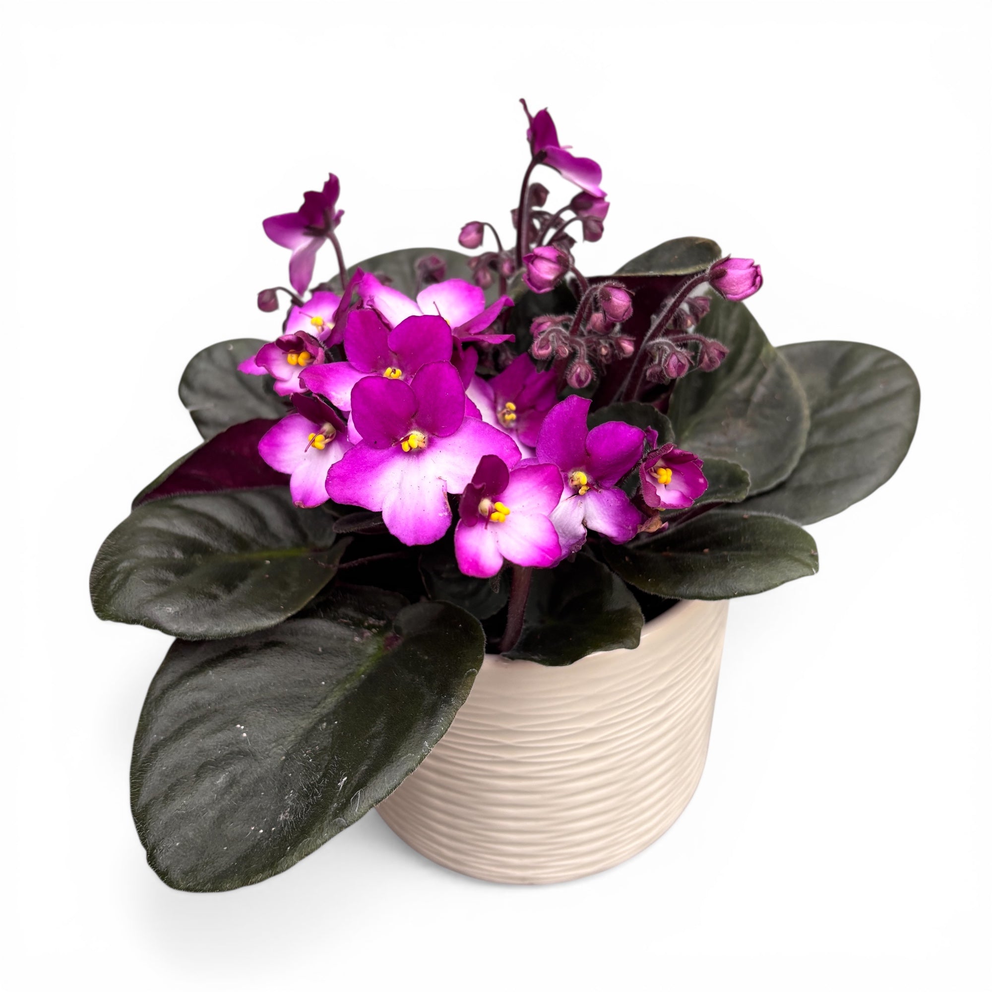 Saintpaulia Trendy Red - dvojfarebné fialky