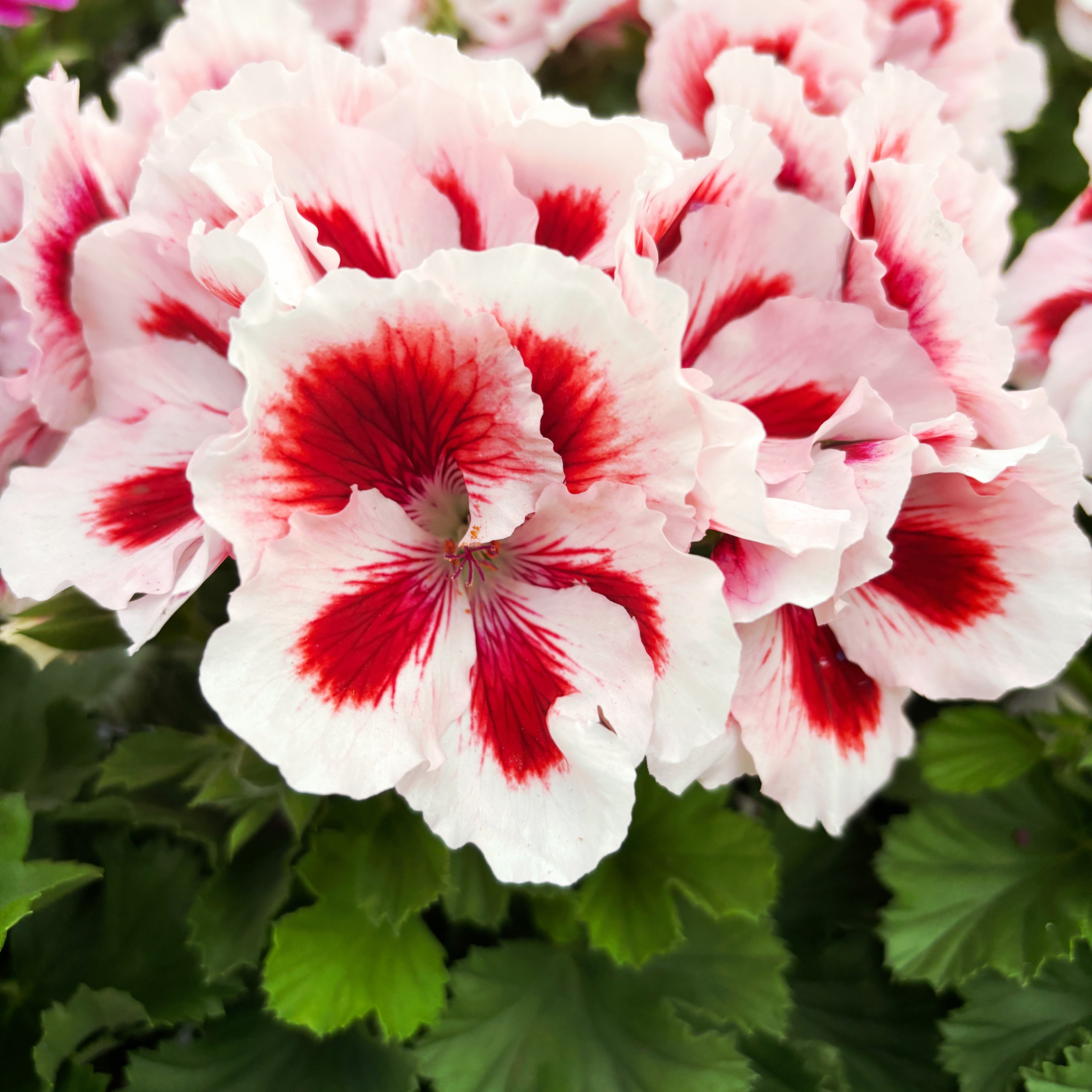 Pelargonium grandiflorum 'Don Delgado' (English geraniums)