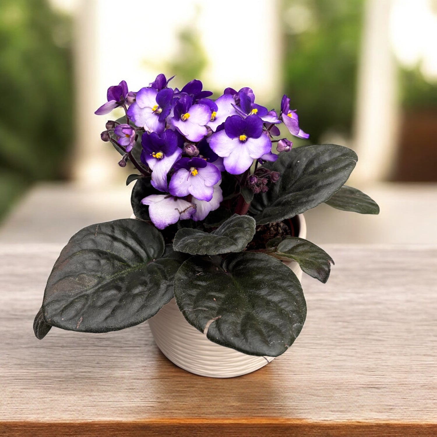 Saintpaulia Trendy Purple - dvojfarebné fialové