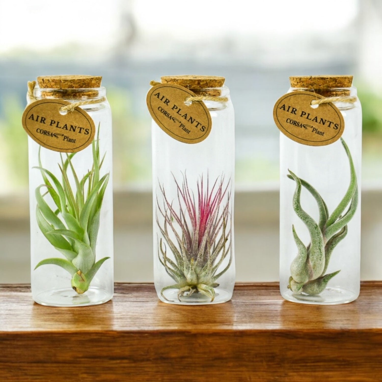 Plante aeriene in sticla – decor natural minimalist