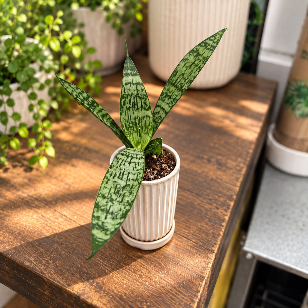 Sansevieria ‘Everest’ d6