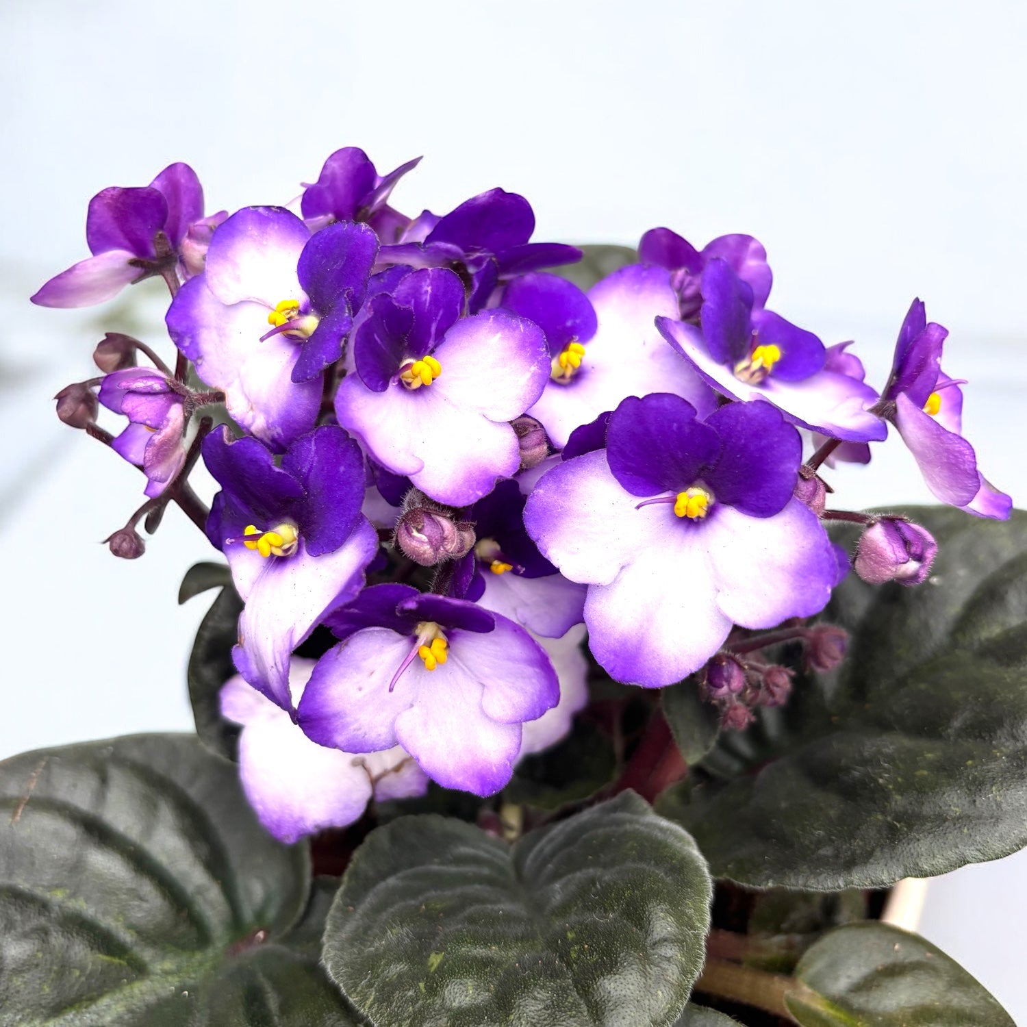 Saintpaulia Trendy Purple - dvojfarebné fialové