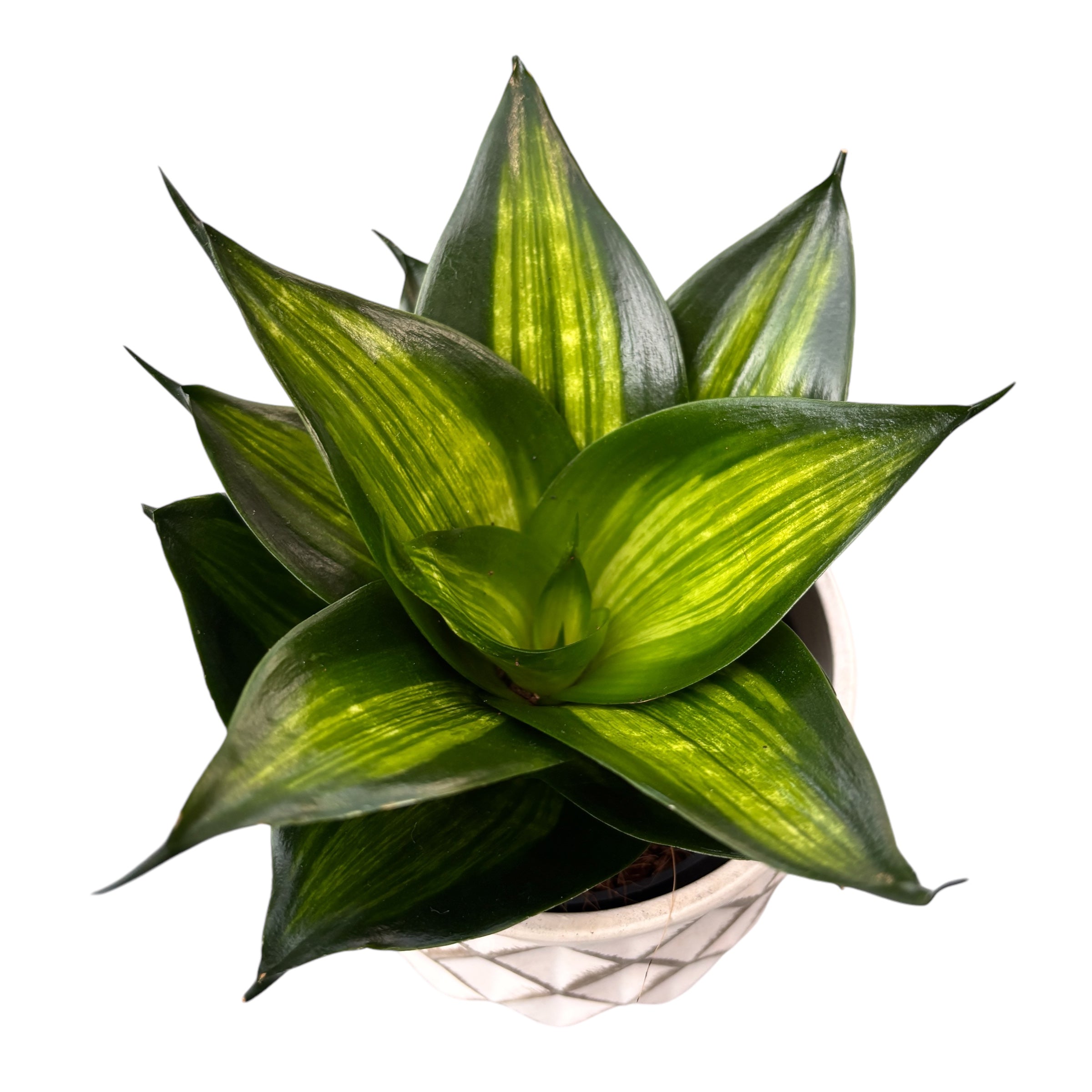 Sansevieria Hahnii ’Green Mould Variegated'