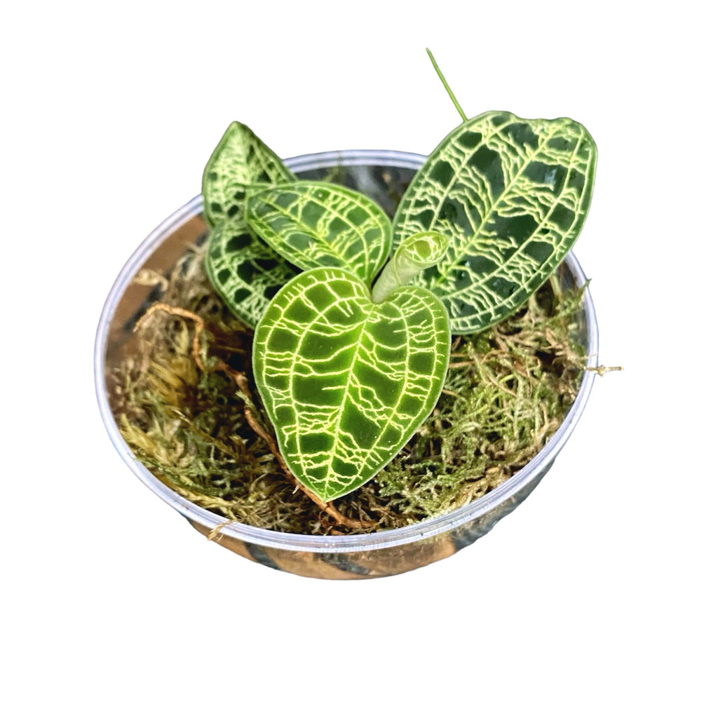 Ecosysteem met Macodes petola (Makkelijk te verzorgen terrarium)