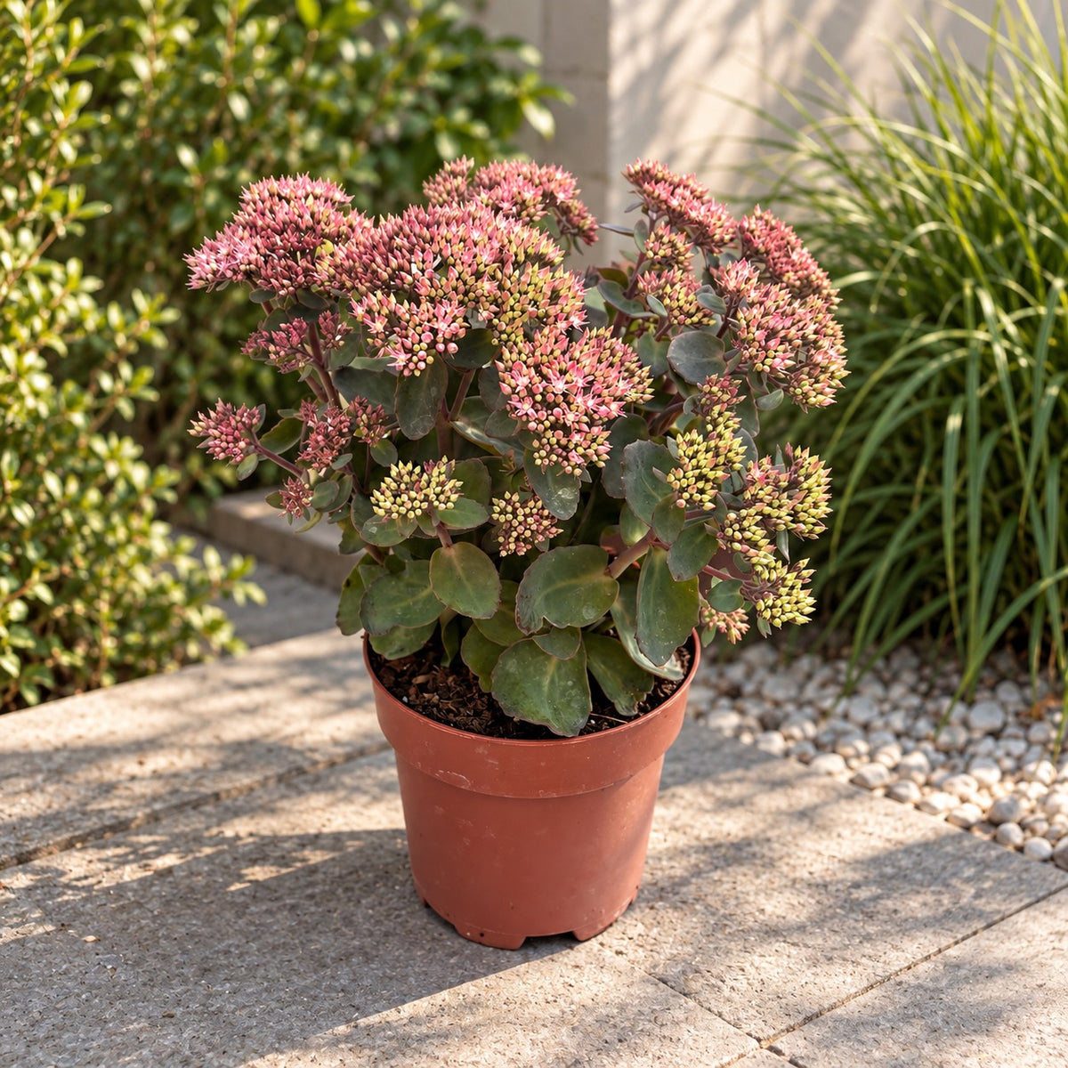 Sedum telephium SEDUCTION 'Pink Passion' - Mehrjährige Fetthenne mit intensiv rosafarbenen Blüten