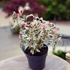 Hortensie japoneza variegata - Hydrangea serrata Euphoria 'Pink'