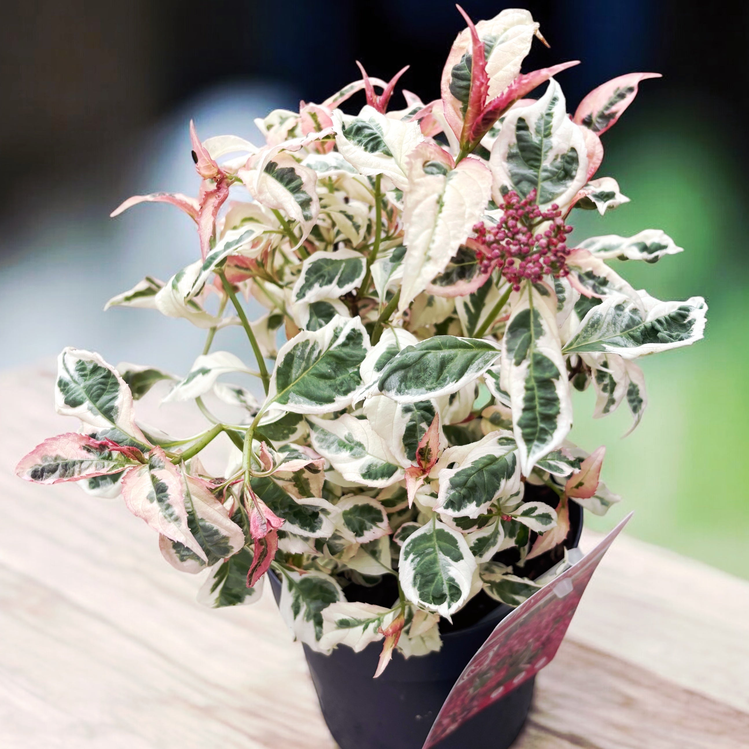 Hortensie japoneza variegata - Hydrangea serrata Euphoria 'Pink'