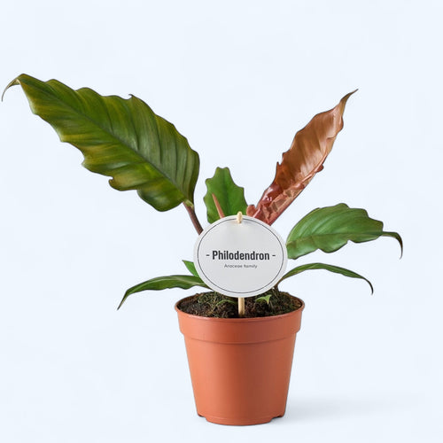 Philodendron 'Choco Empress' – Secret Garden Plant Shop