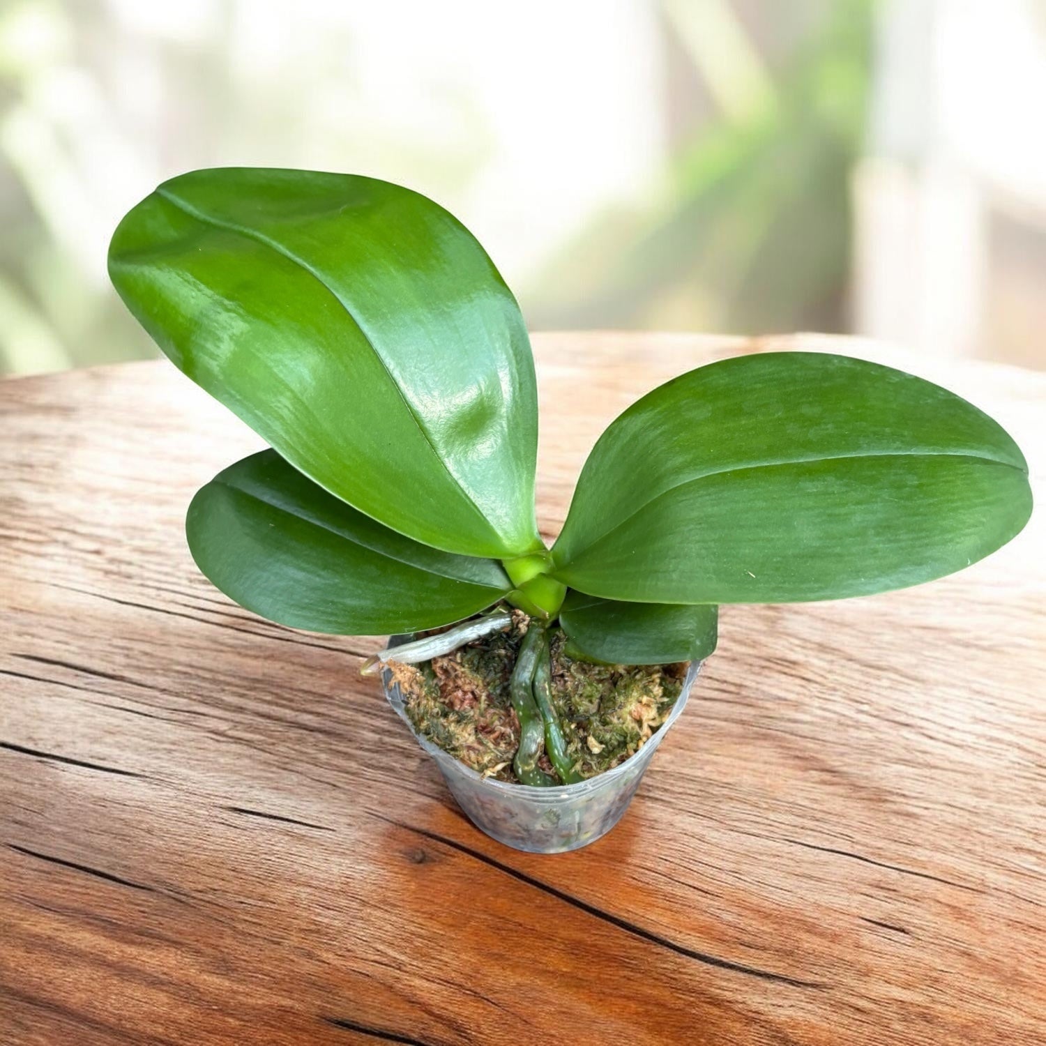 Phalaenopsis Mituo Diamond - flori parfumate