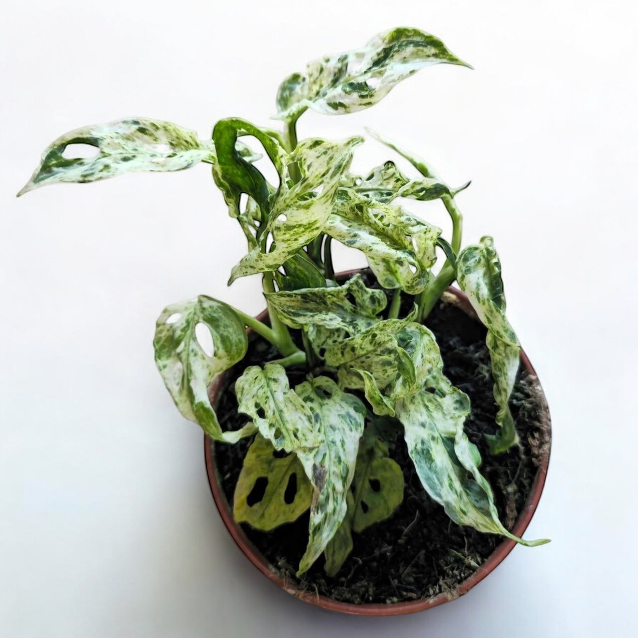 Monstera adansonii 'Frozen Freckles' (variegata) - 2 plante/ghiveci