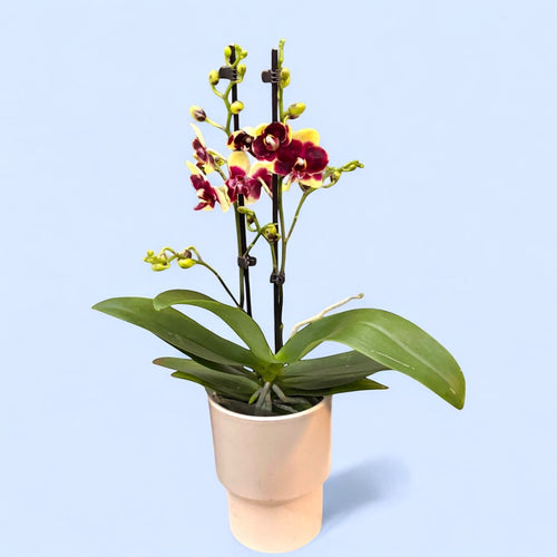 Phalaenopsis 'Catania'