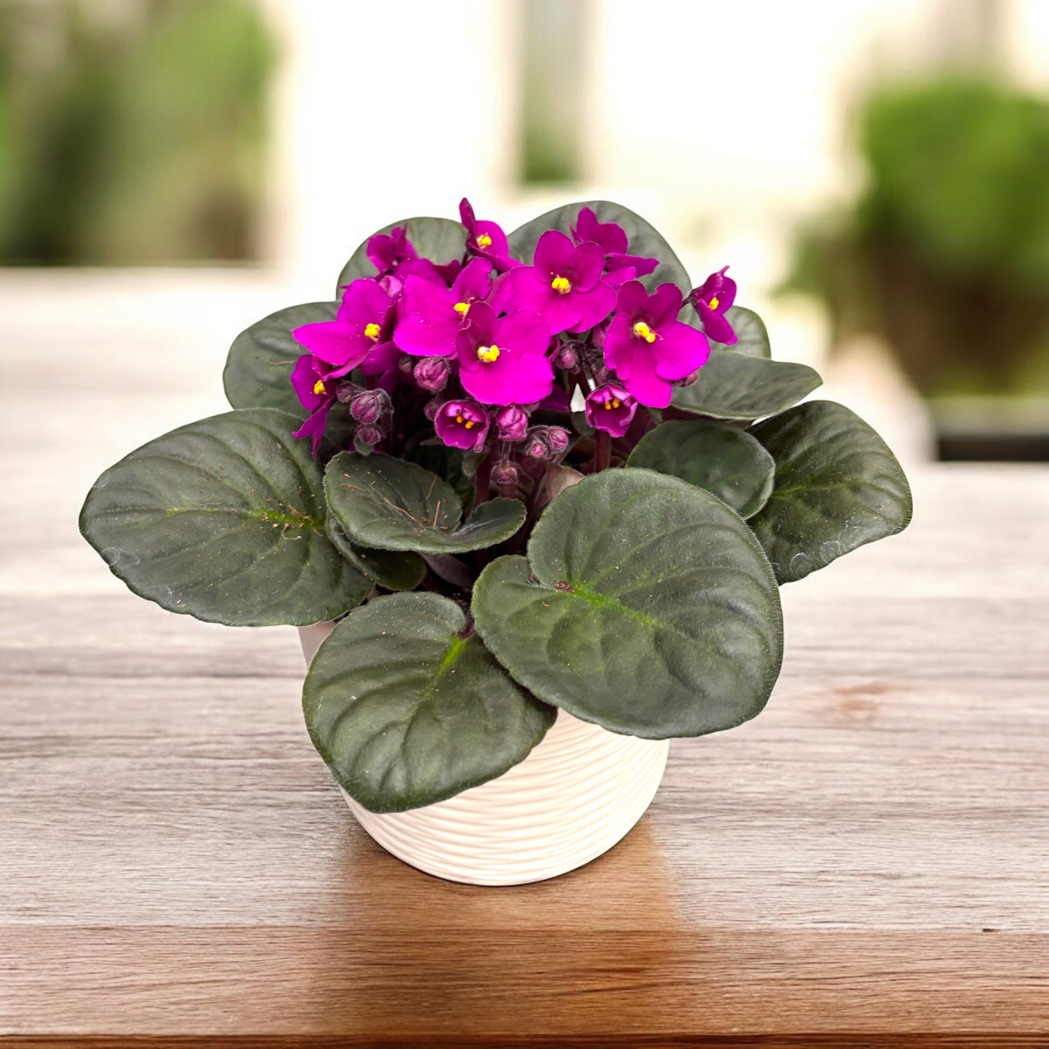 Saintpaulia Voila Red - africké fialky