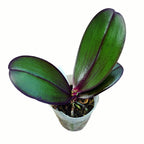 Phalaenopsis Salu's Fragrancy (черни листа) ароматни цветя