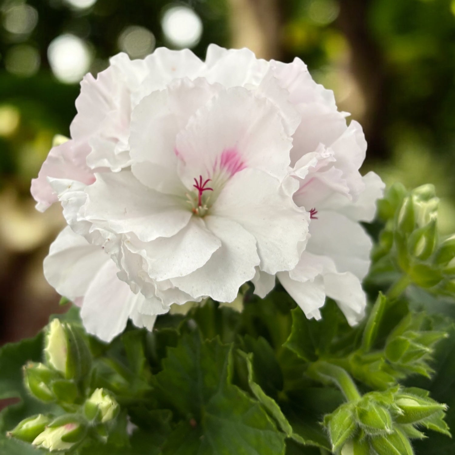 Pelargonium grandiflorum 'Mona Lisa White' (muscate englezesti)
