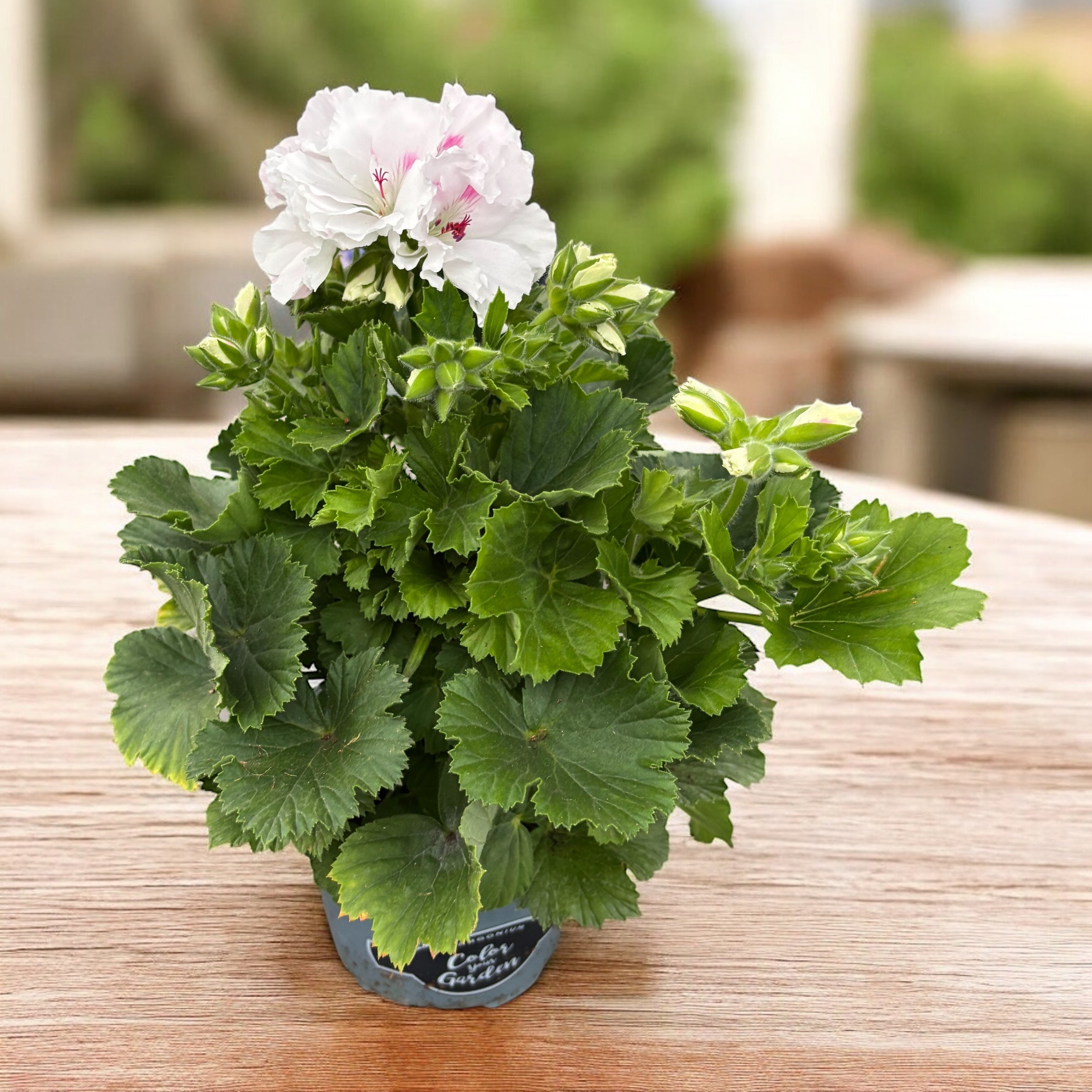 Pelargonium grandiflorum 'Mona Lisa White' (muscate englezesti)