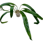 Anthurium pendens 'JA'