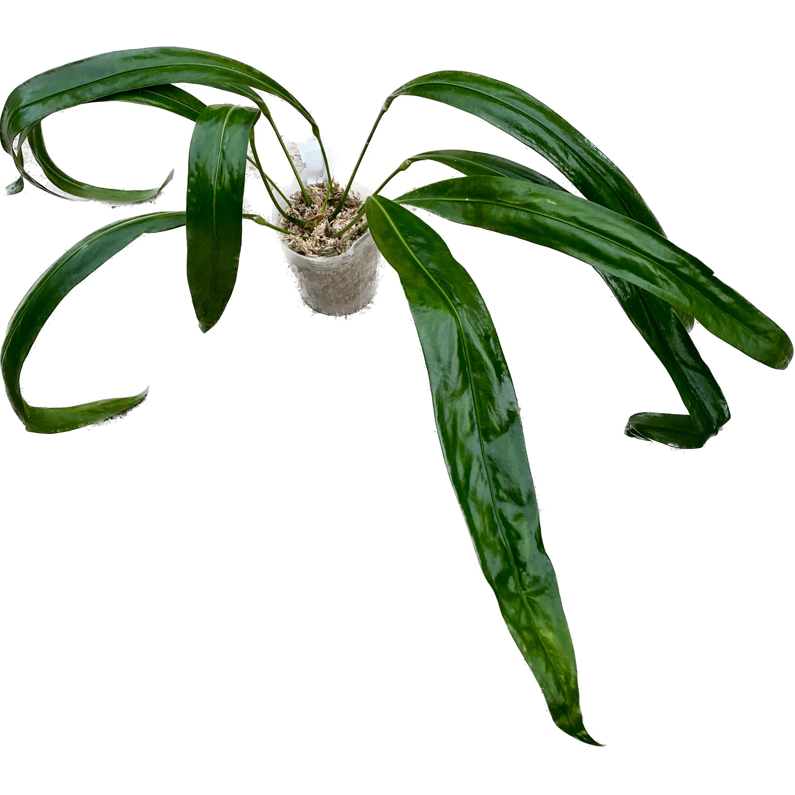 Anthurium pendens 'JA'