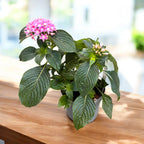 Pentas lanceolata Starcluster™ Pink