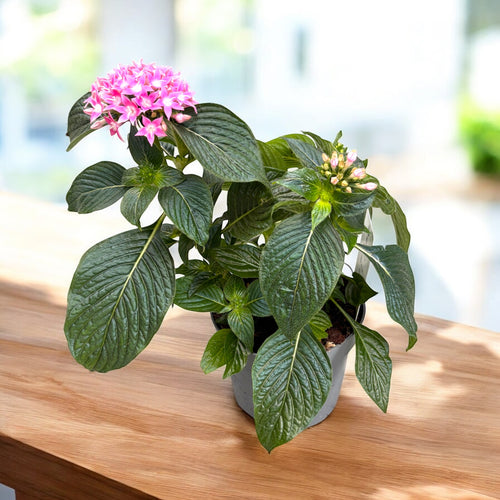 Pentas lanceolata Starcluster™ Pink – Secret Garden Plant Shop