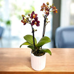Phalaenopsis Sunrise Red Peoker (Esmee) - fleurs pelorées