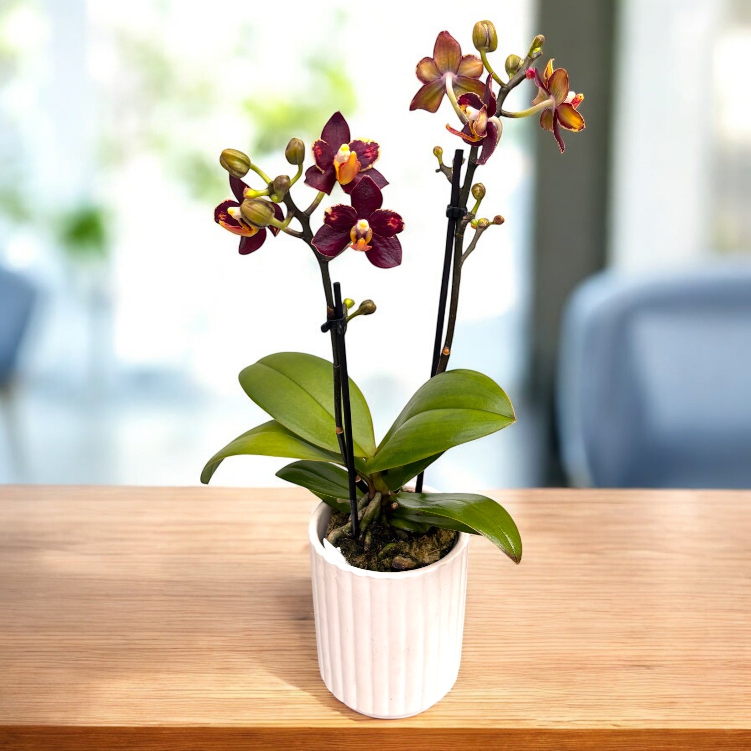 Phalaenopsis Sunrise Red Peoker (Esmee) - fleurs pelorées