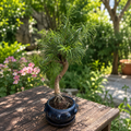 Bonsai Pseudolarix (S shape)