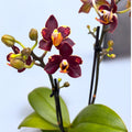 Phalaenopsis Sunrise Red Peoker (Esmee) - fleurs pelorées