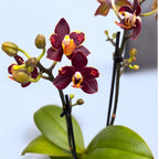 Phalaenopsis Sunrise Red Peoker (Esmee) - fleurs pelorées
