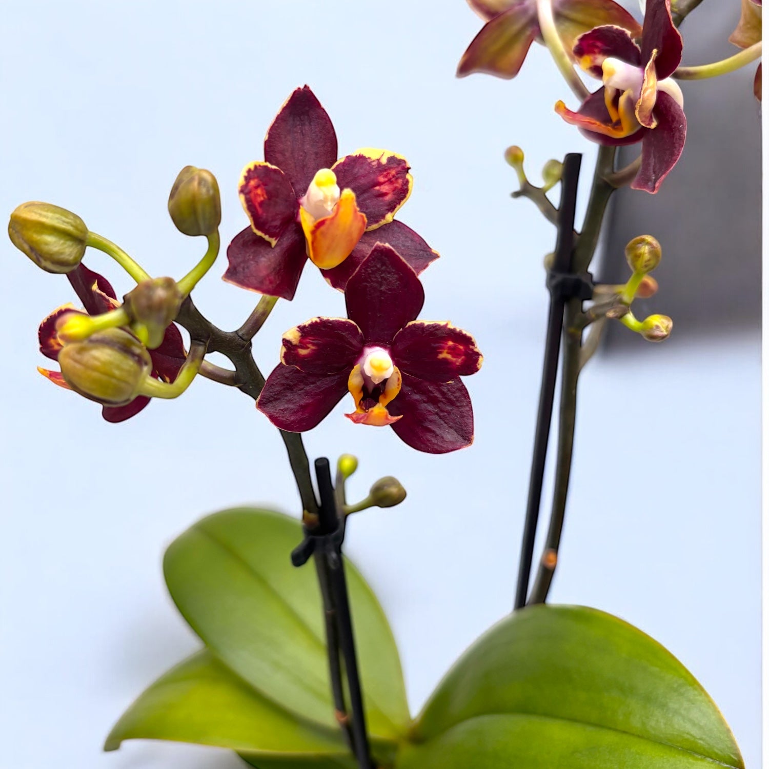 Phalaenopsis Sunrise Red Peoker (Esmee) - fleurs pelorées