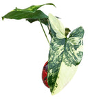 Syngonium podophyllum 'Aurea-Variegata'