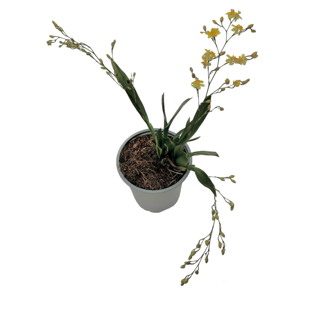 Oncidium Twinkle Cream - intensywnie pachnące kwiaty