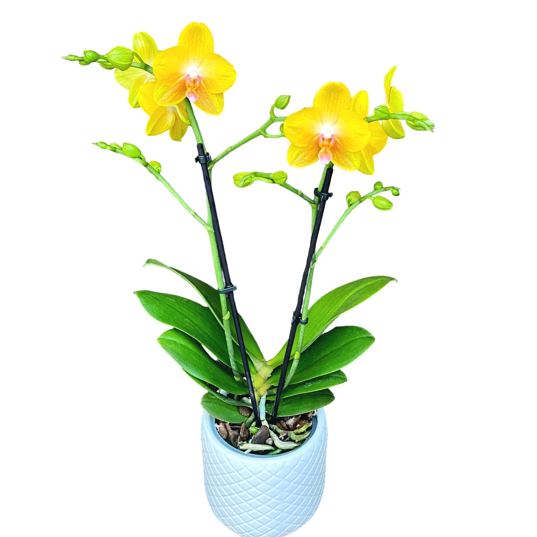Phalaenopsis Sentido parfumat