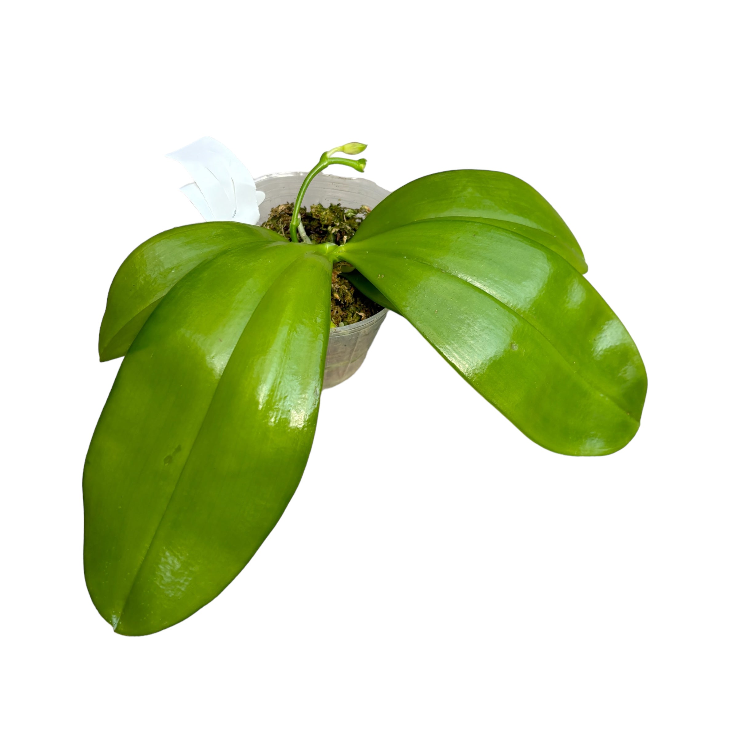 Phalaenopsis Miki Rose Vincent '1782' - flori parfumate