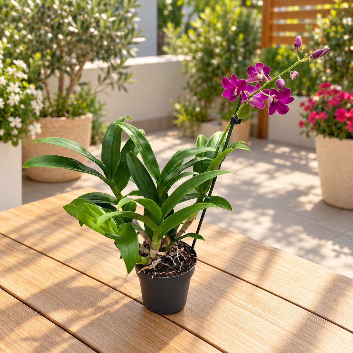 Dendrobium Phalaenopsis Burana Red Ruby