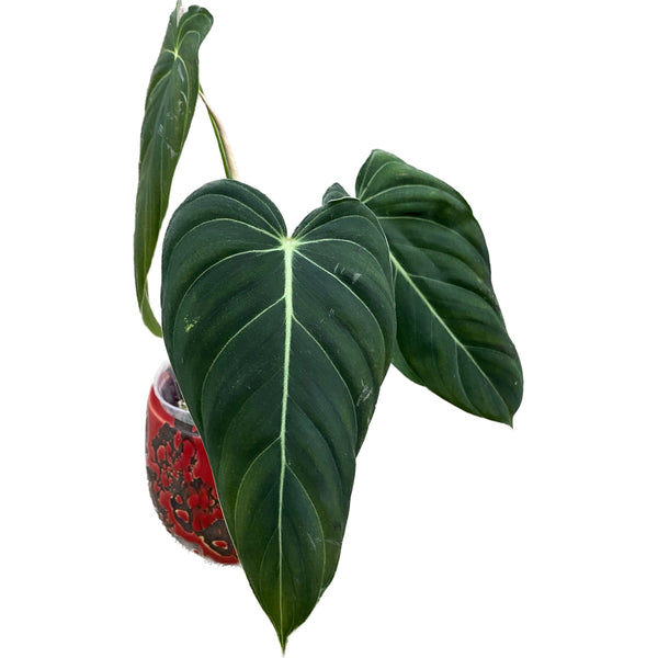 Philodendron melanochrysum (Black Gold Philodendron) - Taiwan
