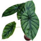 Alocasia clypeolata (Alocasia Green Shield)