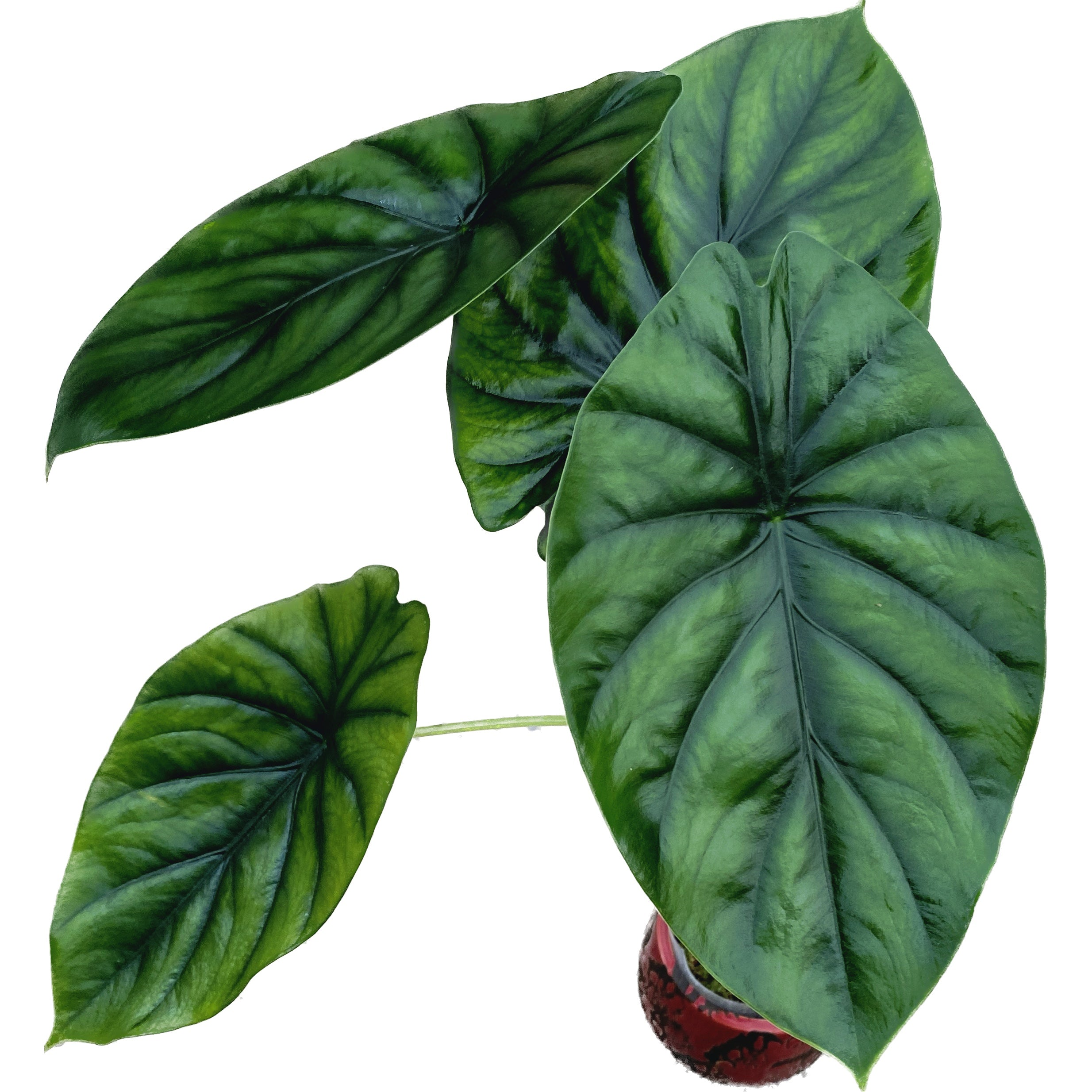 Alocasia clypeolata (Alocasia Green Shield)