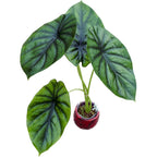Alocasia clypeolata (Alocasia Green Shield)
