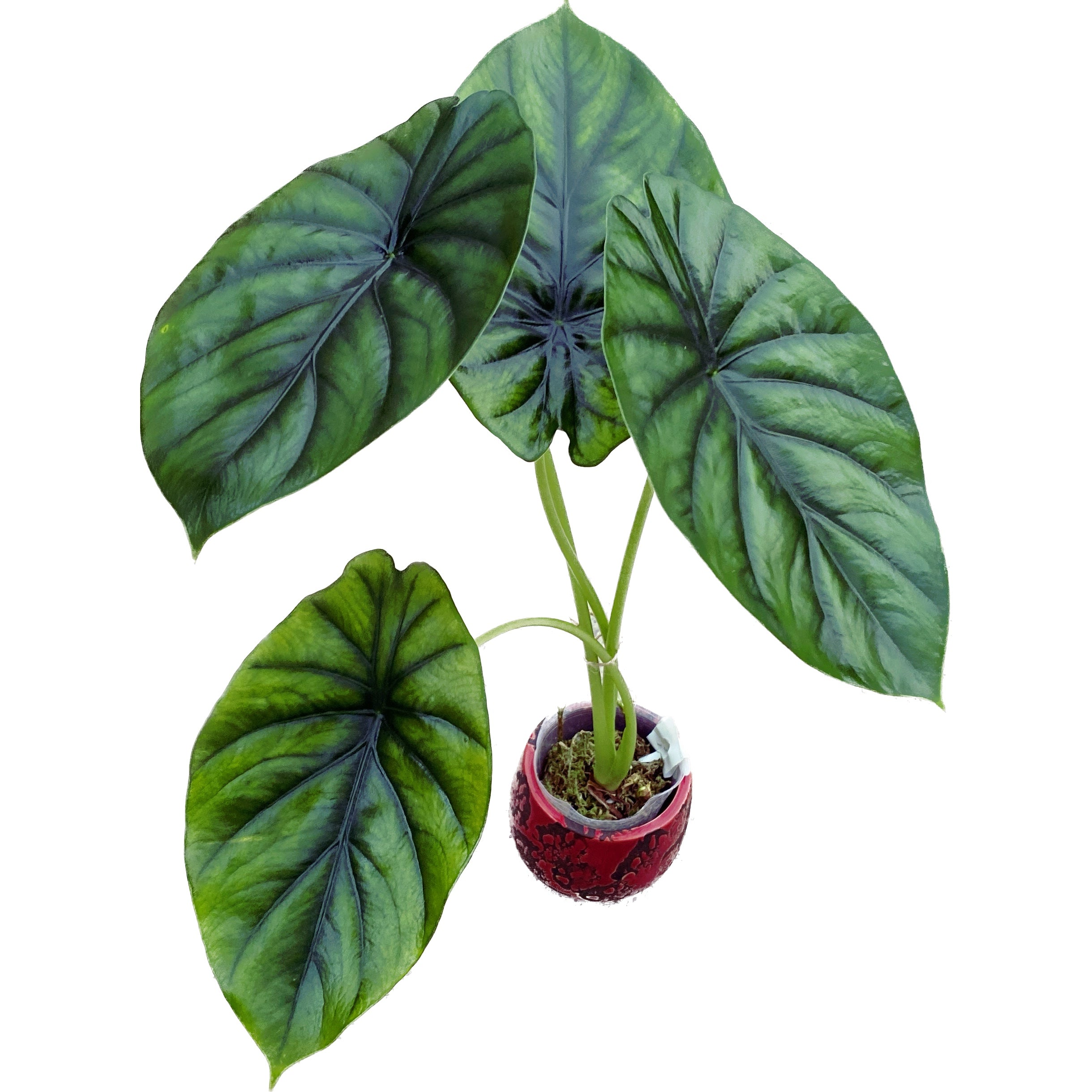 Alocasia clypeolata (Alocasia Green Shield)