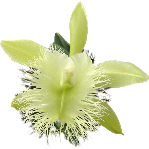 Rhyncholaelia digbyana 'Green Giant' - parfumata