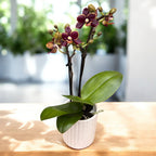 Phalaenopsis Sunrise Red Peoker (Esmee) - gewachste Blumen