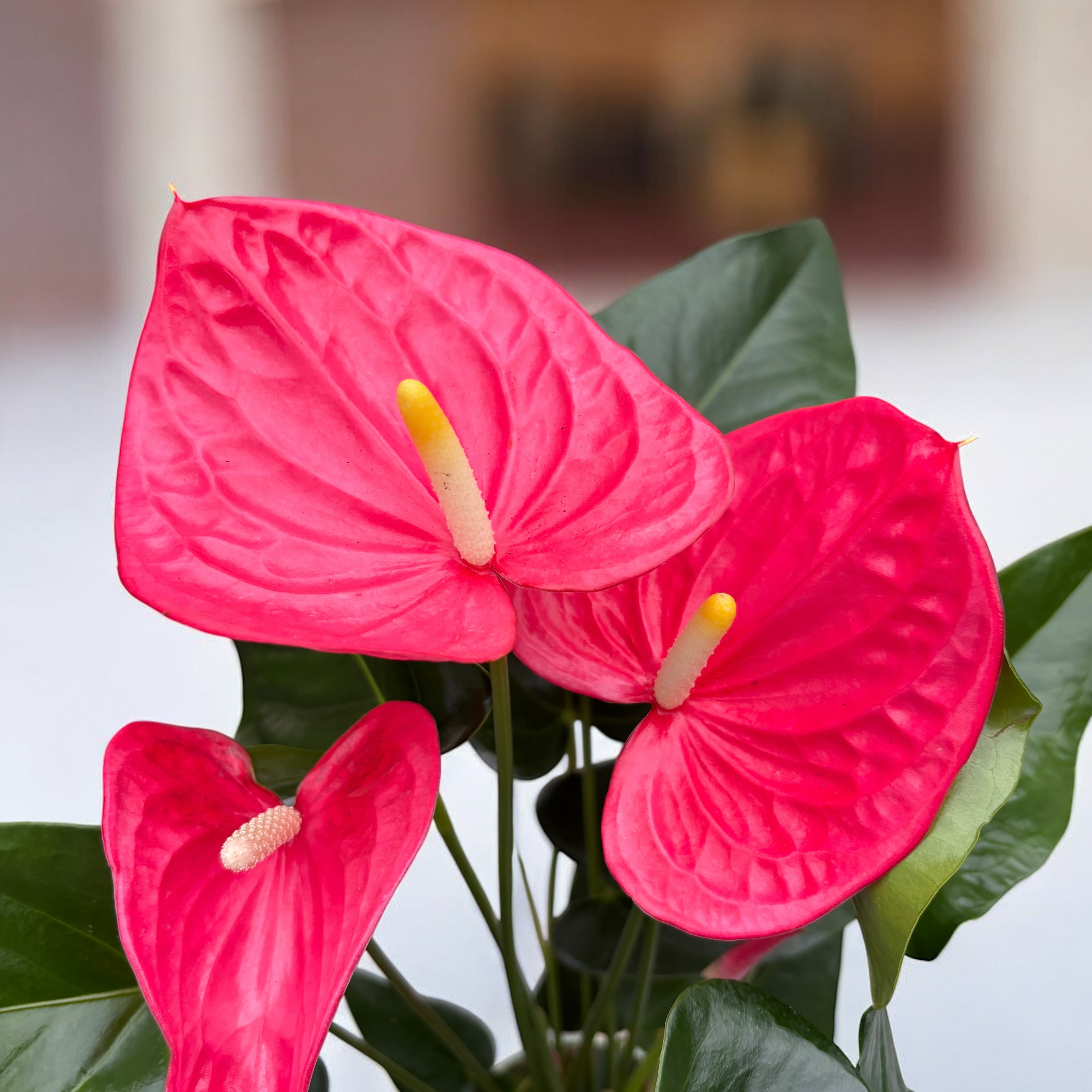 Anthurium Maine (flori roz XL)