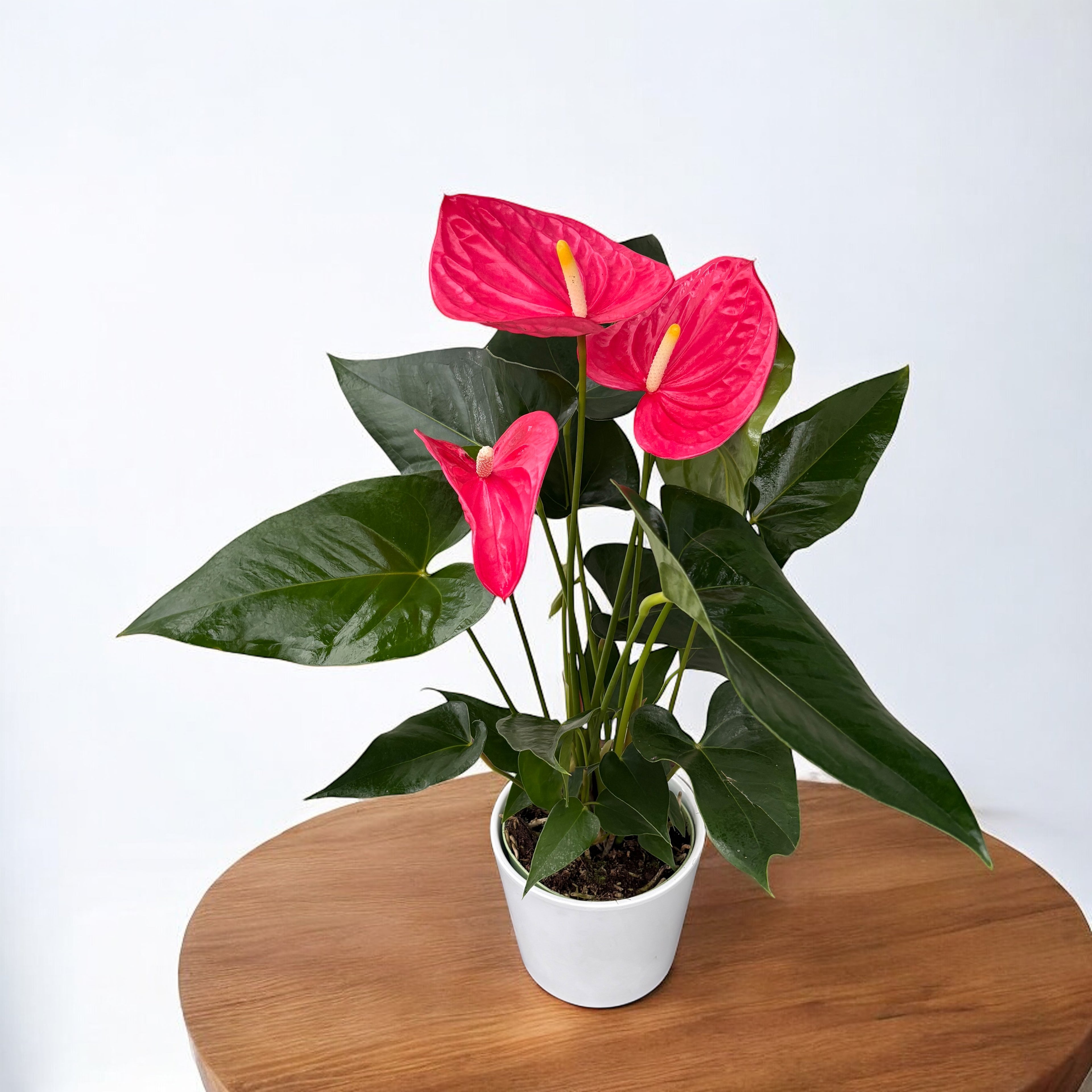 anthurium maine Anthurium Maine (flori roz XL) – Secret Garden Plant Shop