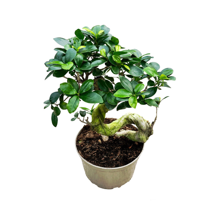 Bonsai Ginseng in forma S H45 cm