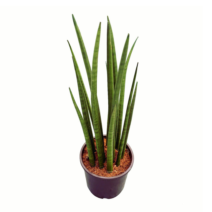 Sansevieria Cylindrica ‘Nina’