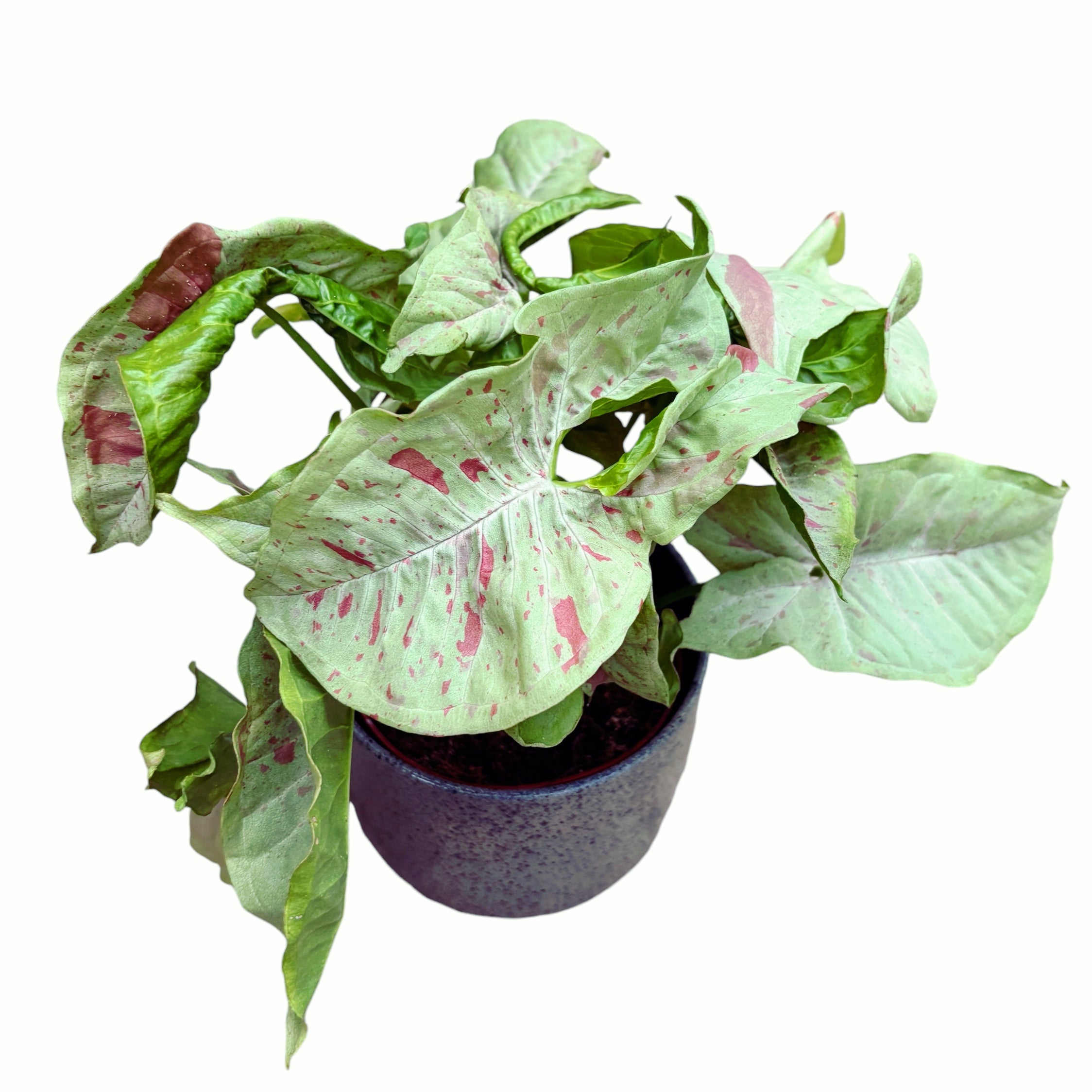 Syngonium Milk Confetti (strong variegation)