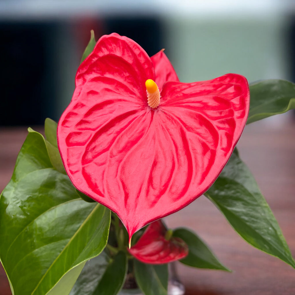 Anthurium Madural (fleurs rouges XL)